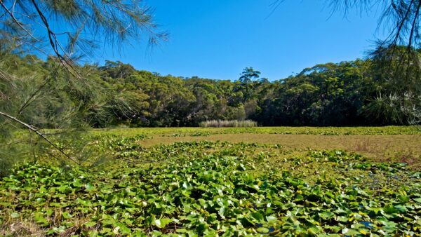 Yeramba lagoon loop walk (1. 8km)