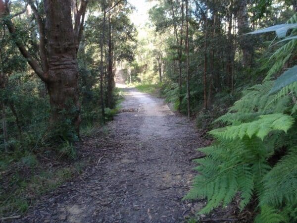 Blackwattle trail 600x450