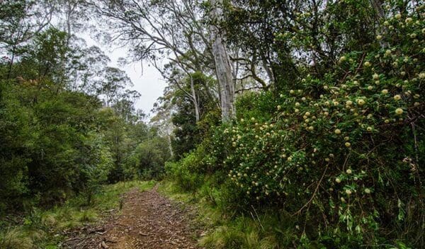 Corker trail trail hiking australia 600x352
