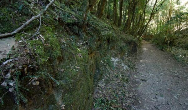 Mountain Brush Circuit Walk (300m) Hidden treasure track trail hiking australia 600x352