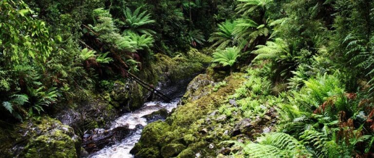 Kelly Basin Hike (11.5km) Kelly basin trail hiking australia 768x325