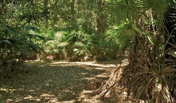 Mungo rainforest walk trail hiking australia 600x352