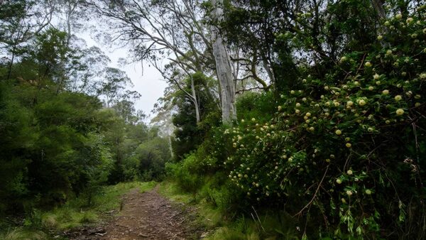 Corker Trail Hike (20km) Corker trail hike (20km)