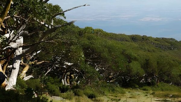 Mount baw baw alpine circuit hike (6. 7km)