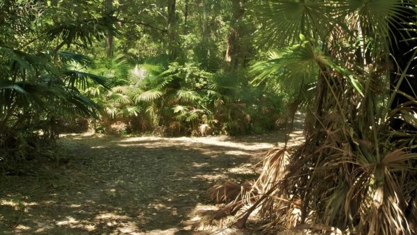 Mungo Rainforest Walk (1.5km) Mungo rainforest walk (1. 5km)