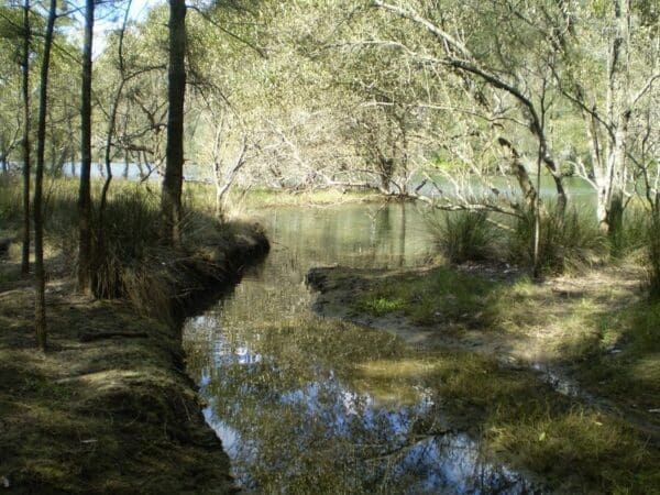 East killara bushtrack 600x450
