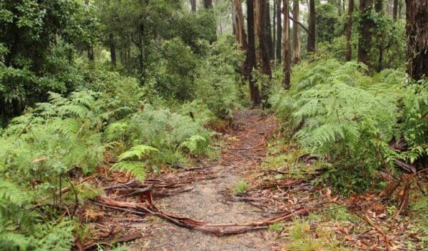 Goodenia rainforest walking track trail hiking australia 600x352