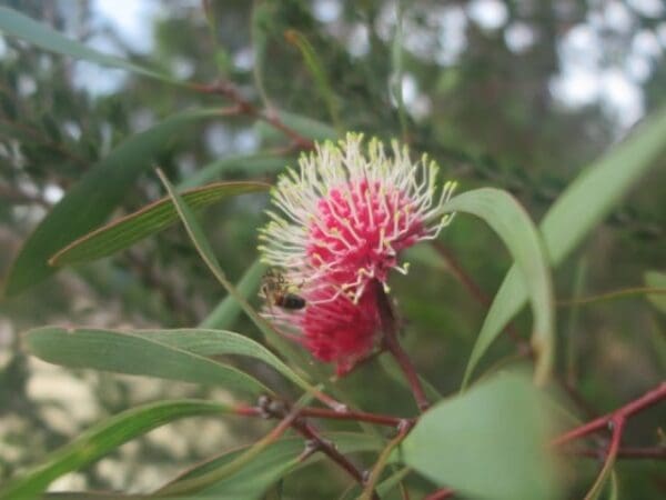 Hikes Len otte nature trail 600x450
