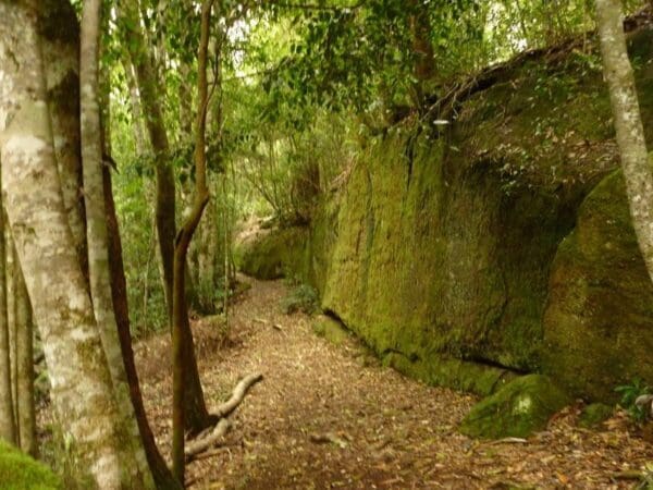 Moss wall walk 600x450