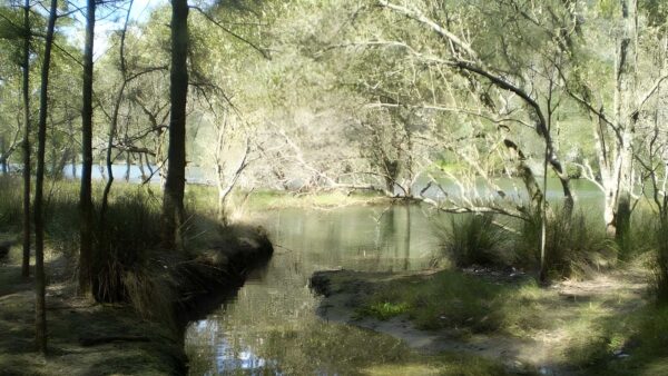 East killara bushtrack (2. 6km)