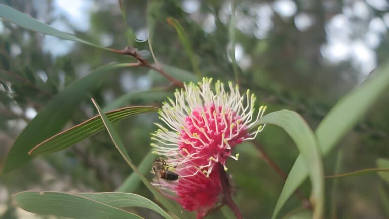 Len Otte Nature Trail Walk (1km) Len otte nature trail walk (1km)