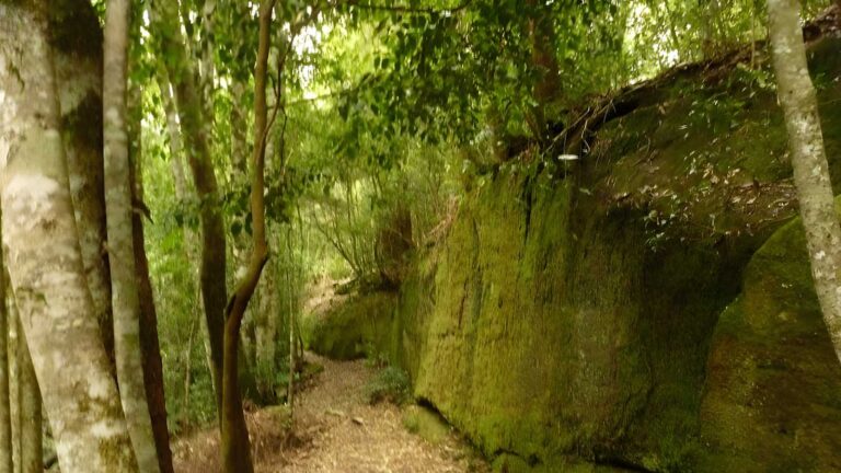 Moss Wall Walk (500m) Moss wall walk (500m)