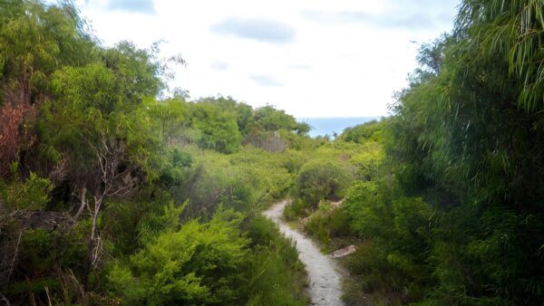 Peak Head Track (4.8km) Peak head track (4. 8km)