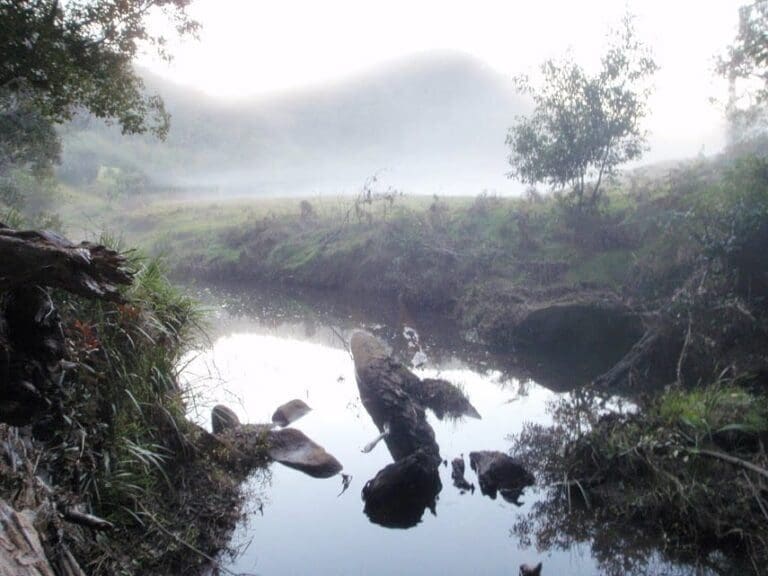 Cedar brush track head to the basin campsite 768x576