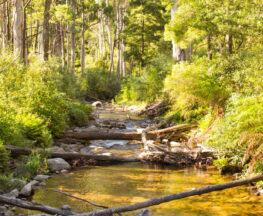 Delatite River Trail