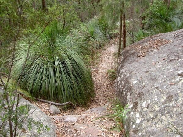Little beach to mount bouddi track 600x450