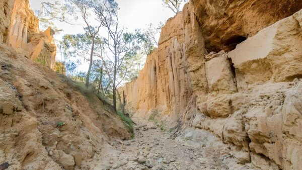 Golden Gully Walking Track (200m) Golden gully walking track (200m)