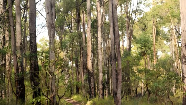 Possum Tree Walk (1.9km) Possum tree walk (1. 9km)