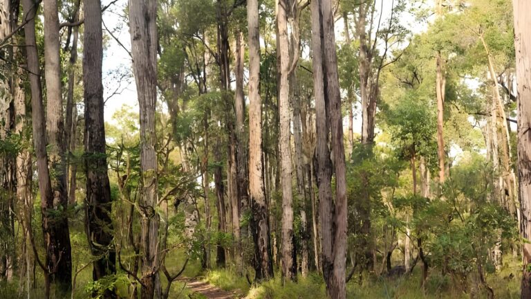 Possum Tree Walk (1.9km) Possum tree walk (1. 9km)