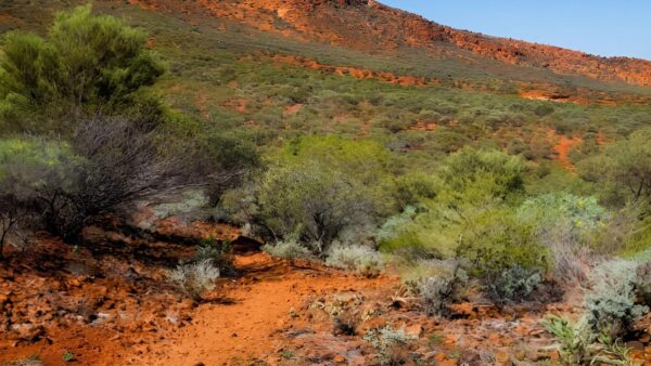 Saddle Trail - the Pound Walk (1km) Saddle trail - the pound walk (1km)