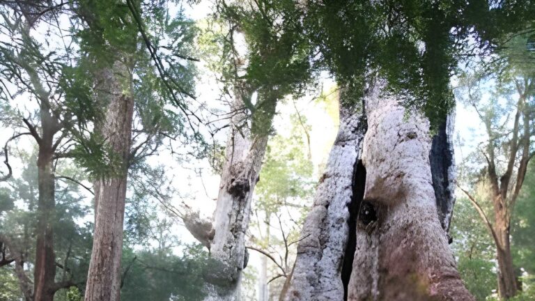 Tingle Tree Walk (800m) Tingle tree walk (800m)