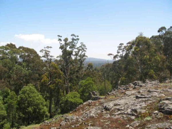 Hikes Trail hiking blue mount and mount wilson 600x450