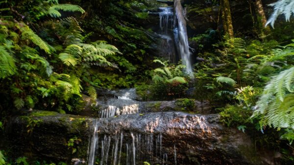 Wentworth falls conservation hut loop hike (6. 7km)