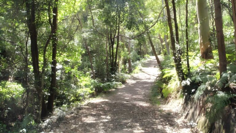 White St FireTrail (1km) White st firetrail (1km)