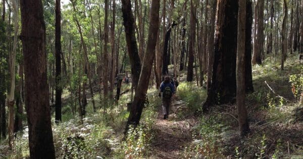 Blue Mount & Mount Wilson Hike (27.7km) Heritage and whipstick 600x315