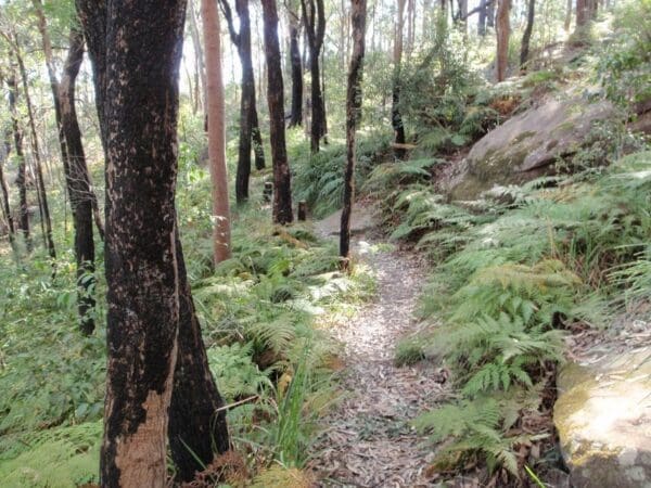 Ironbark and flannel flower circuit 600x450