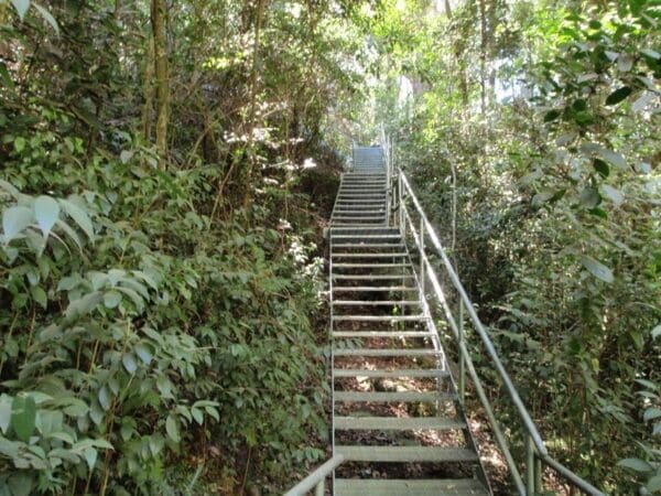 Rainforest walk 600x450