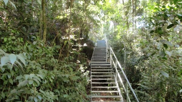 Rainforest Walk (3km) Rainforest walk (3km)