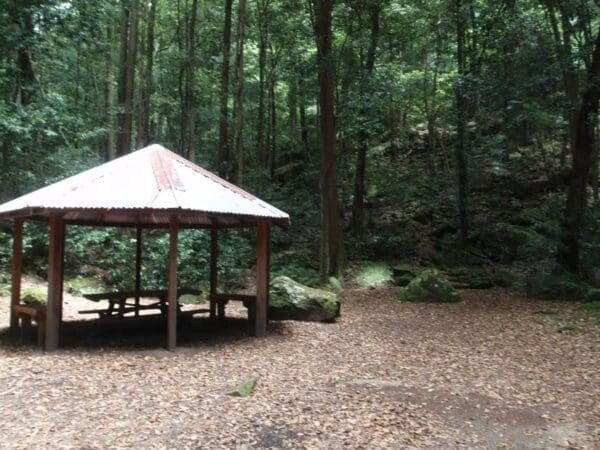 Hikes Carrington park to leura forest return 600x450