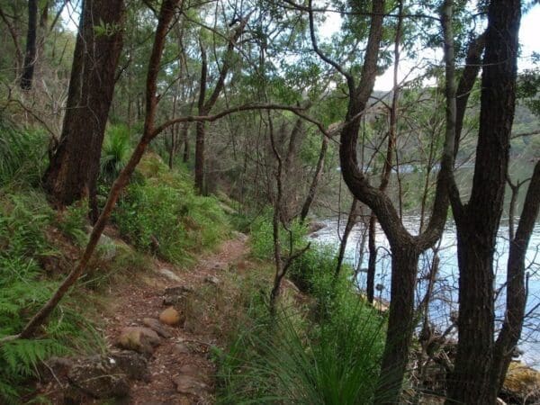 Hikes Darri and warrimoo tracks to mt kuring gai 600x450