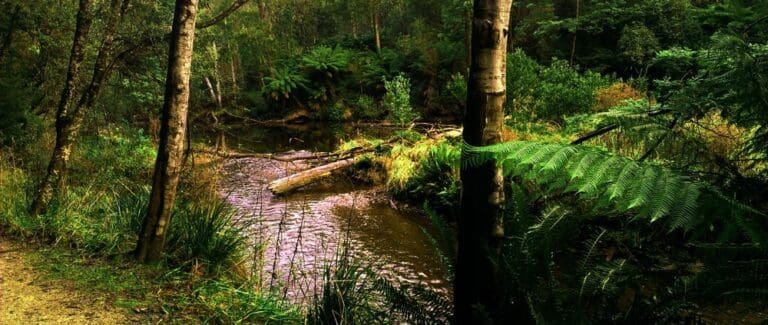 Fern glade walk trail hiking australia 768x325