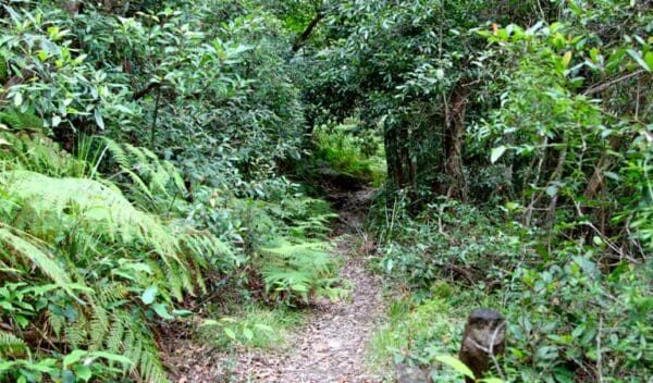 Seaforth oval to natural bridge track trail hiking australia 600x352