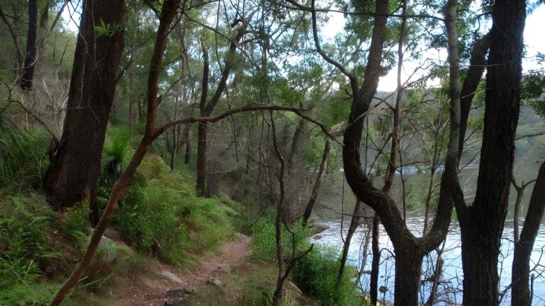 Darri & warrimoo tracks to mt kuring-gai hike (14. 6km)