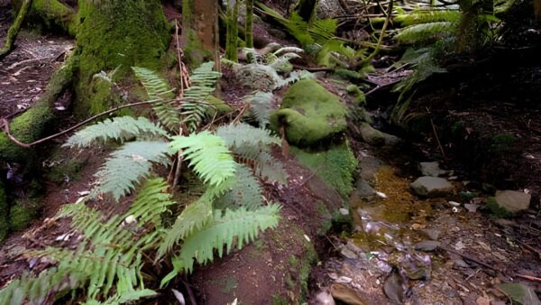 Fern Glade Circuit Walk (1.8km) Fern glade circuit walk (1. 8km)