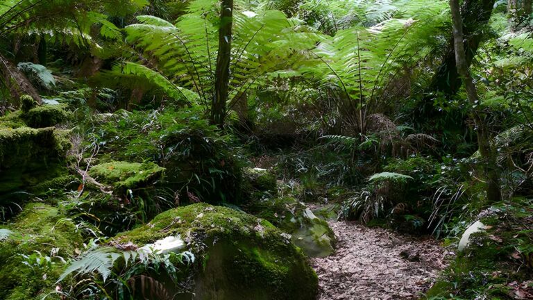 Lyrebird Walking Track (5.5km) Lyrebird walking track (5. 5km)
