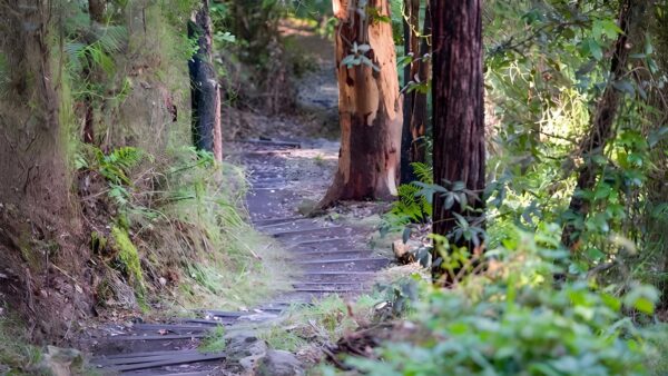 Nepean river walking track (2. 5km)