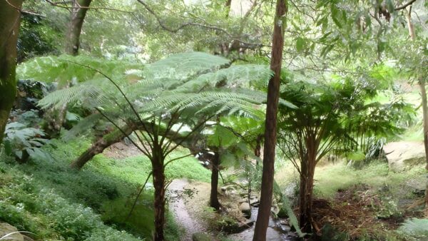 Roseville to chatswood station - lane cove river hike (6km)