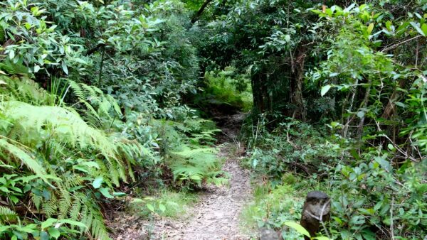 Seaforth Oval to Natural Bridge Track (3.4km) Seaforth oval to natural bridge track (3. 4km)