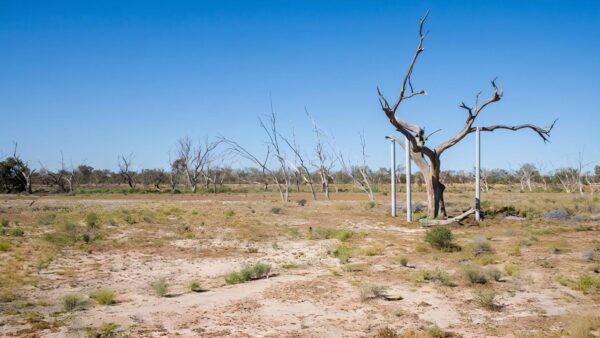 Sturt's Tree Walk (7km) Sturt's tree walk (7km)