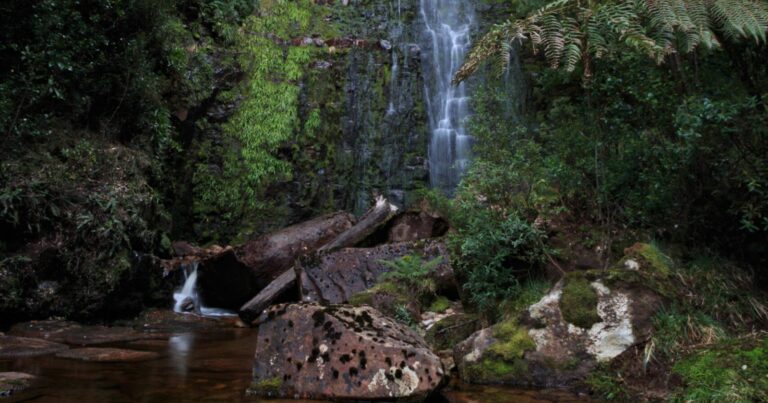 Adamsons Falls Hike (6.5km) Adamsons falls scaled 768x403