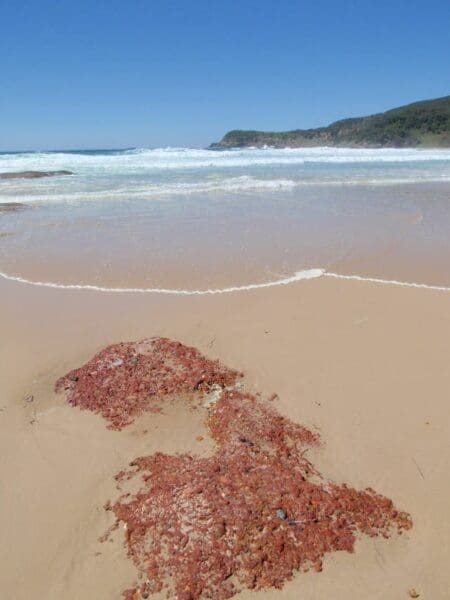 Campbell drive to snapper point 450x600