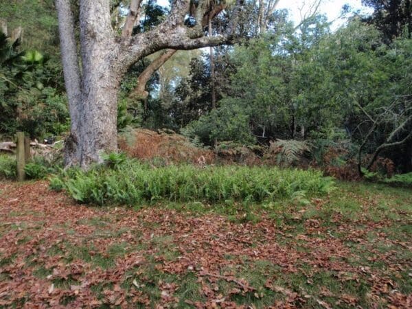 Karloo Walking Track (10km) Willow tree to calala 600x450