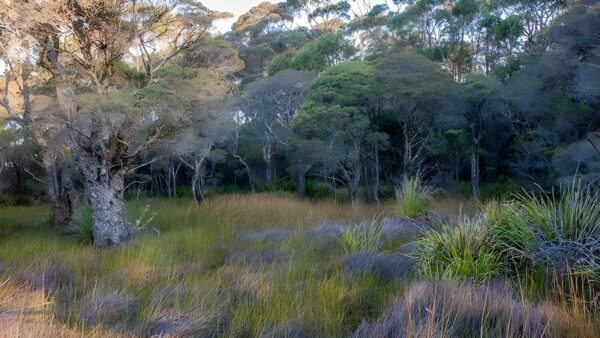 Missingham lookout track (3. 8km)