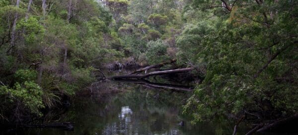 Deep river loop walk 600x273