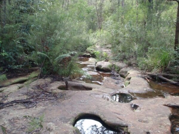Red Hands Cave via Campfire Creek Hike (8.5km) Euroka to red hands cave 600x450