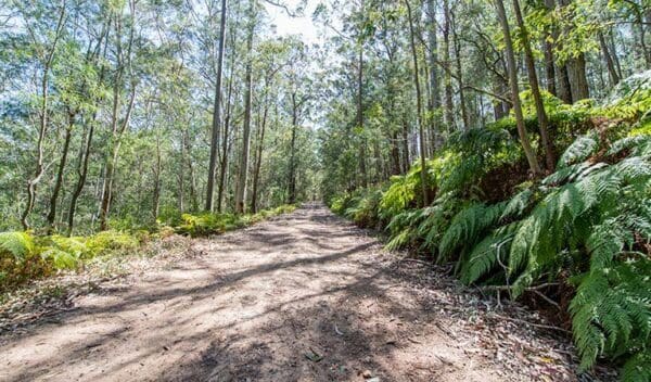 Great north walk watagans national park trail hiking australia 600x352
